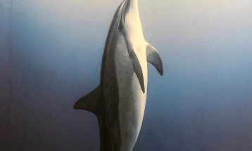 „Делфинот“ на Александар Прокопиев објабена на бугарски
