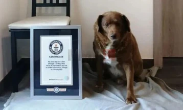 Угина Боби - најстарото куче на светот