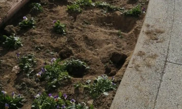 ЈКП „Дервен“ и Општина Велес апелираат да не се крадат цветните садници од жардиниерите