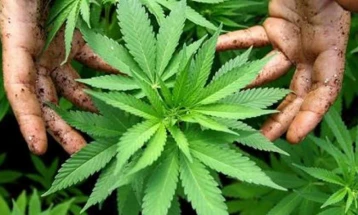 Поведена истрага за скопјанец што произведувал марихуана во својот дом