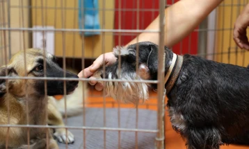 ЈП Лајка: Стерилизирани рекорден број на кучиња во октомври
