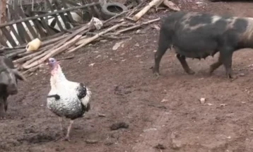Стабилна состојбата со откриениот случај на свинска чума кај индивидуално одгледувалиште во делчевското село Град 