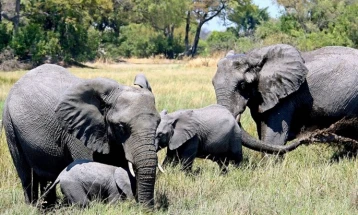 Десетици слонови угинаа во националниот парк Хванге во Зимбабве поради климатските промени