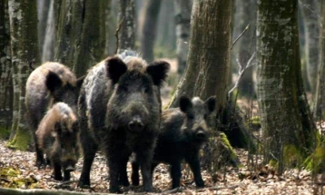 Симулациската вежба за „Управување со жаришта на африканска чума кај свињите кај домашната и дивата популација на свињи”