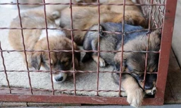 Јужна Кореја забранува продажба на кучешко месо