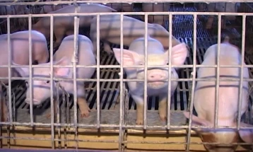 Сарафимов: Африканската свинска чума „удри“ врз свињарството во источниот регион