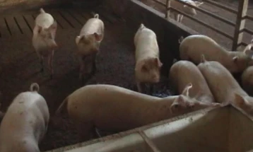 Болеста „африканска чума“ загрижувачка за одгледувачите на свињи