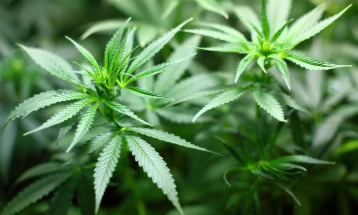 Germany to legalize cannabis as of April 1
