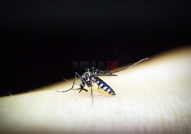 Топлата и врнежлива сезона го забрза ширењето на вирусот денга во Бразил