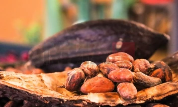 Рекордни цени на какаото низ светот, можно ново поскапување на чоколадото