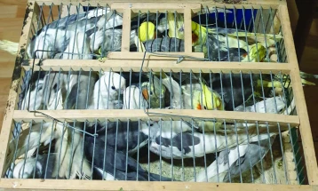 Спречена нелегална трговија со папагали