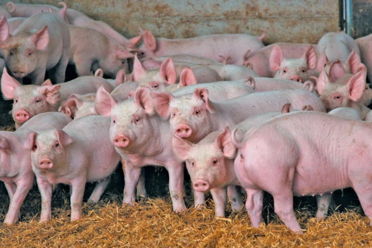 African swine fever detected in village near Skopje, Food and Veterinary Agency establishes protective zone