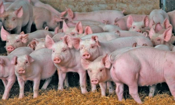 African swine fever detected in village near Skopje, Food and Veterinary Agency establishes protective zone