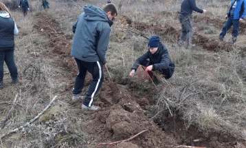 Ученици од Прилеп со акција за пошумување на дел од планината Селечка