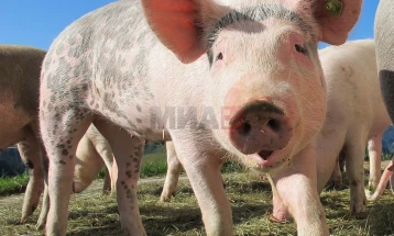 Американец доби модифициран бубрег од свиња, прво вакво пресадување во историјата