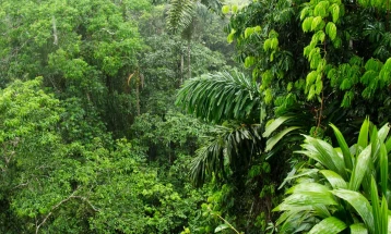 Бразил и Колумбија се водечки земји во спречувањето на уништувањето на амазонските прашуми