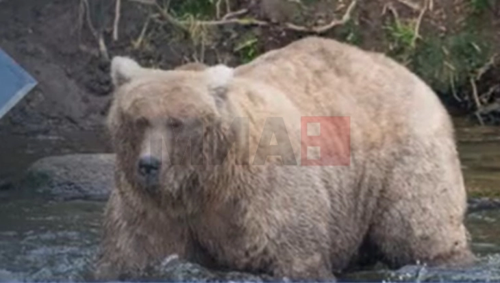 ЦУК: Сточар нападнат од мечка на планината Мукос во атарот на с.Оморани