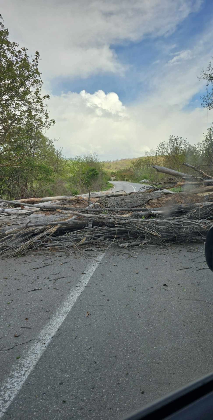 Паднато дрво го попречува сообраќајот на патот Делчево - Пехчево