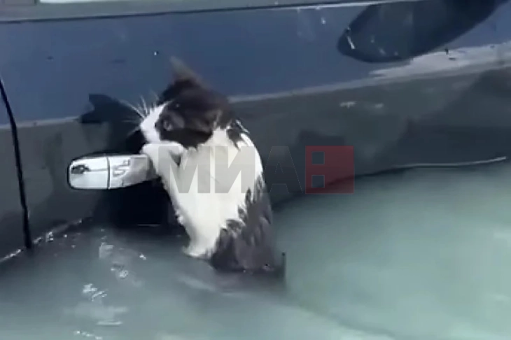 Спасување мачка во поплавите во Дубаи