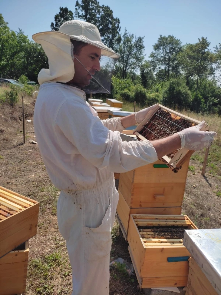 Паушални информации за пчеларење на социјалните мрежи, фалсификуваниот мед се уште актуелен проблем