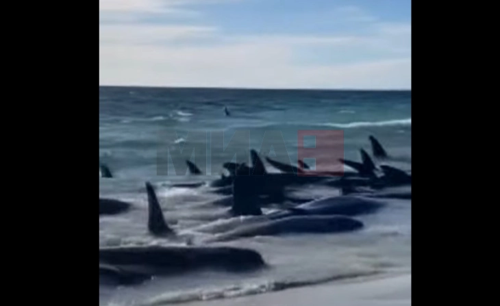 На западот на Австралија  160 насукани, а 26 угинати китови