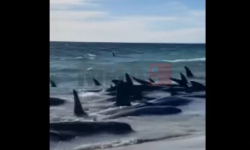 На западот на Австралија  160 насукани, а 26 угинати китови