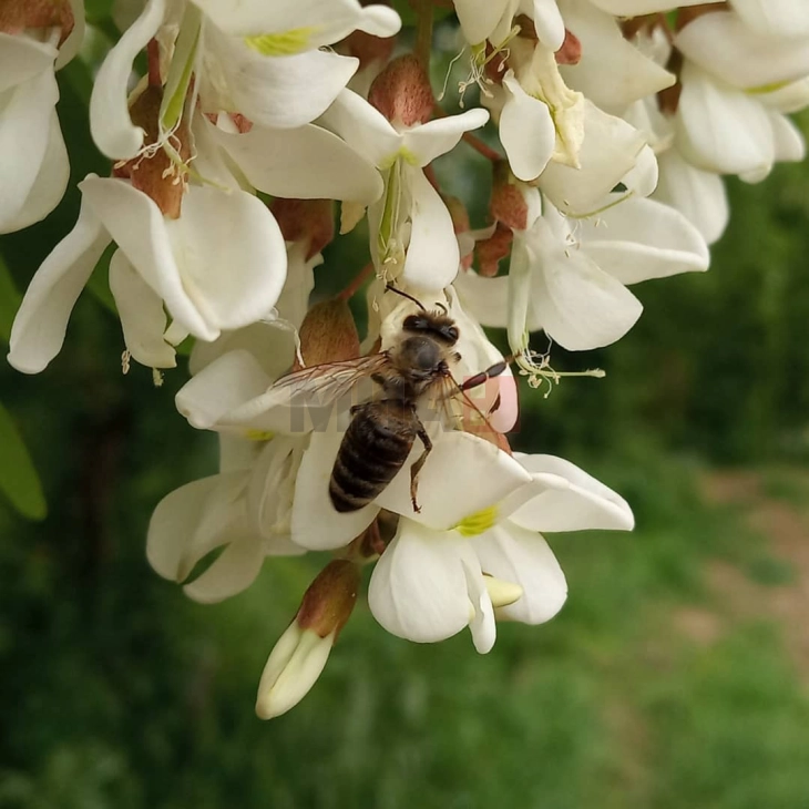 Парк на пчелата во кругот на Факултетот за земјоделски науки и храна од Скопје