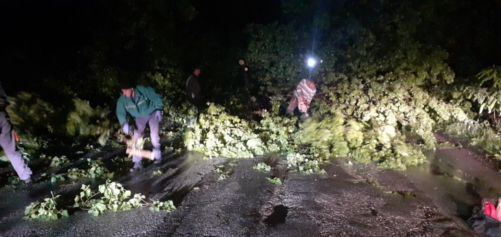 ЦУК: Паднато дрво на бул. „Александар Македонски“ во Автокоманда 
