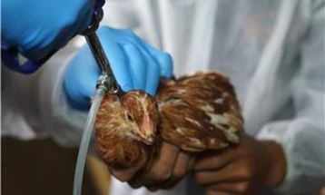 Првиот случај на птичји грип откриен на фарма во Австралија не е истиот вид како во САД