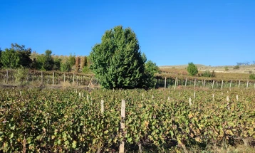 Станушината -  единствената македонска автохтона сорта на грозје се враќа на винската карта