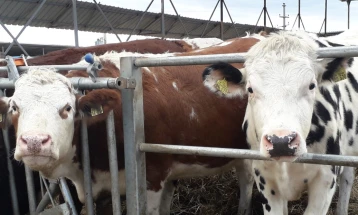 Птичји грип откриен во говедско месо од болна млечна крава во САД