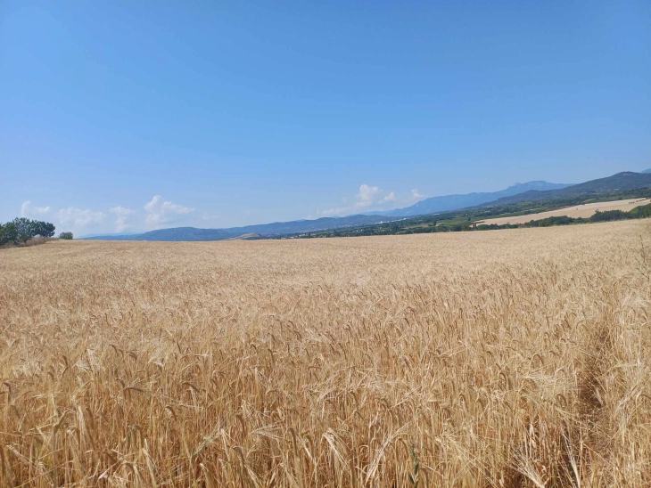 Земјоделци од Тиквешко реагираат на неизвесност околу откупна цена за пченица и јачмен