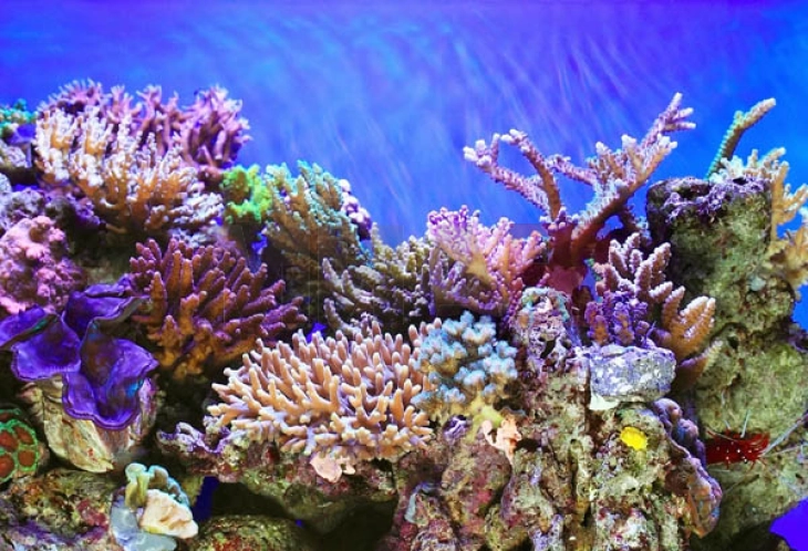 Пронајден корален гребен, километар долг и неоштетен од глобалното затоплување