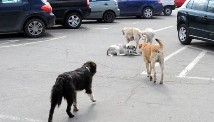 Градоначалникот на Приштина им понуди речиси третина од минималната месечна плата во земјата на жителите доколку посвојат куче скитник
