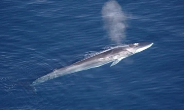 Исланд издаде нова квота со која се дозволува убивање на 128 китови