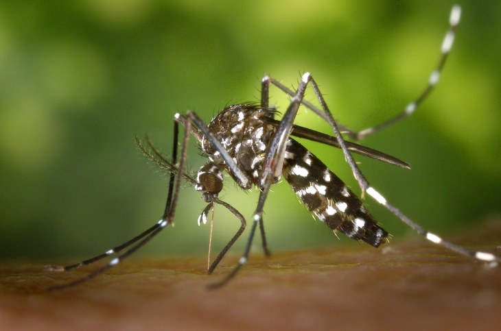 Зголемен број на тигрести комарци кои предизвикуваат денга треска во 13 европски земји