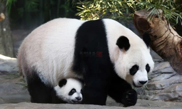 Зголемен бројот џиновски панди во Кина и ширум светот до лани