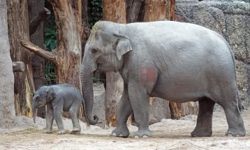 Редок случај: Родени слончиња-близнаци во Тајланд