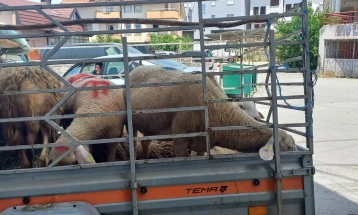 За Курбан бајрам во Дебарско до денеска продадени над 2 илјади грла овни и овци