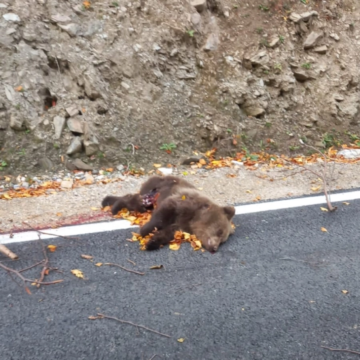 Мечка усмртена од возило на патот Гостивар - Охрид