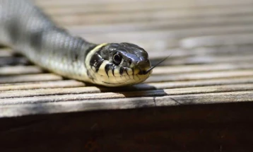 ЦУК: Пријави за змии во населени места