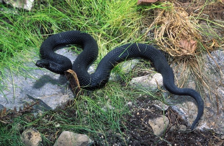 Прв случај на каснување од змија, надлежните апелираат на внимателност за време на летото
