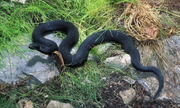 Прв случај на каснување од змија, надлежните апелираат на внимателност за време на летото