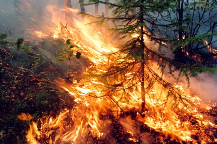 Студија: Екстремните шумски пожари двојно се зголемија во текот на изминатите две децении