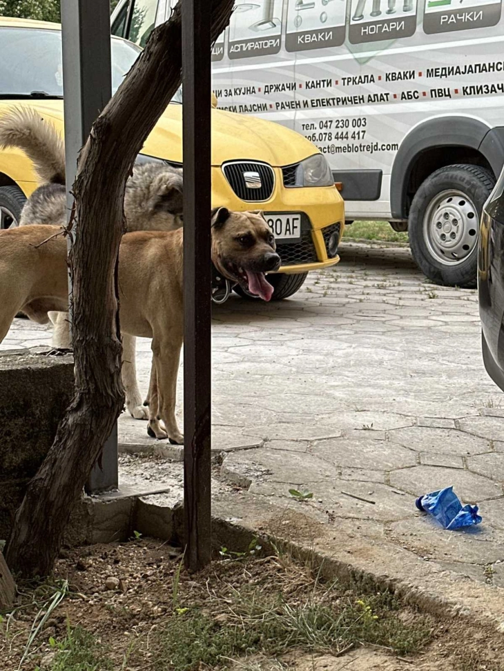 Општина Битола: Побарана соработка со МВР и АХВ поради агресивни кучиња