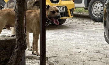 Општина Битола: Побарана соработка со МВР и АХВ поради агресивни кучиња