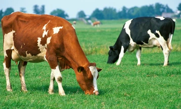 Данска ќе воведе данок за сточарите поради стакленички гасови што ги испуштаат нивните крави, овци и свињи