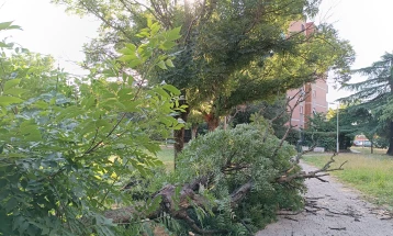 Жената врз која падна дрво во Скопје не е во животозагрозувачка состојба