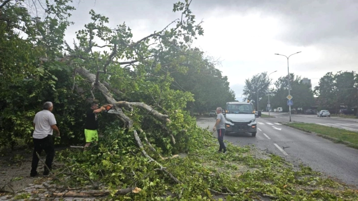 Општина Аеродром: Доколку граѓаните забележат паднати дрвја врз автомобили или други објекти, да пријават во полиција
