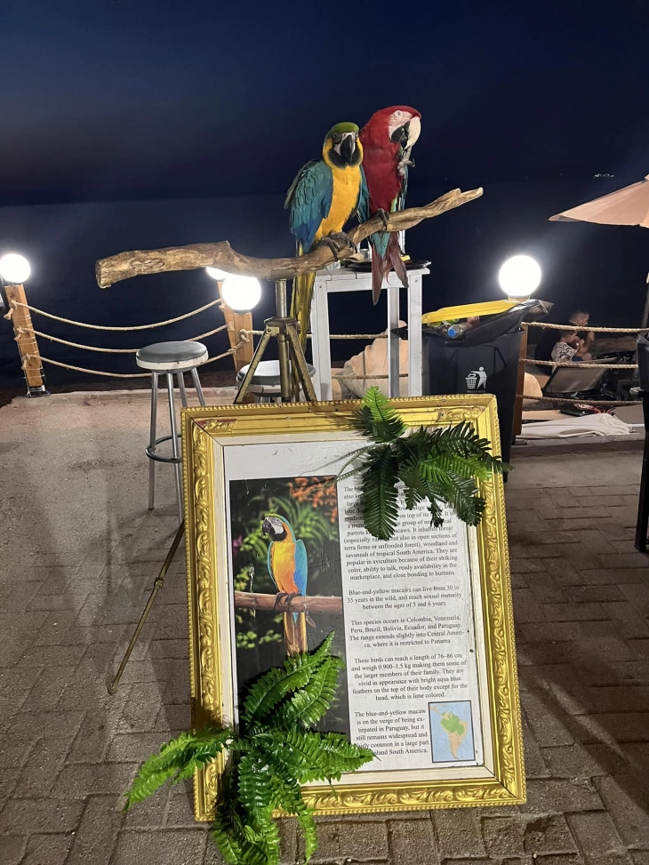 Казна од 20.000 евра за сопственик на два папагали, бидејќи им ги пресекол крилата за да се сликаат со туристи на Халкидики